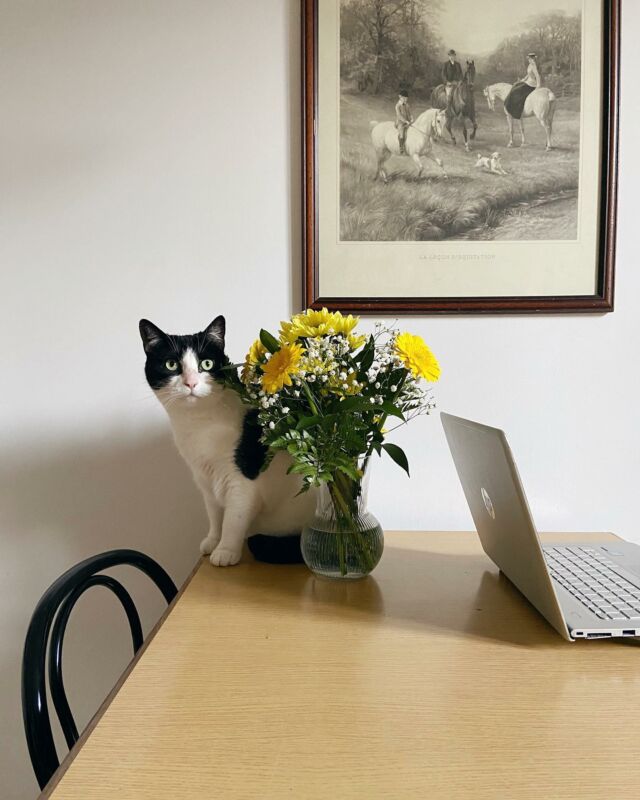 Buongiorno da questo musino 🐭
(sta per masticarmi i fiori so già)

#gatto #catsofinstagram #catlover #catlife #gattini #gattinylover #cats_of_world #catsagram