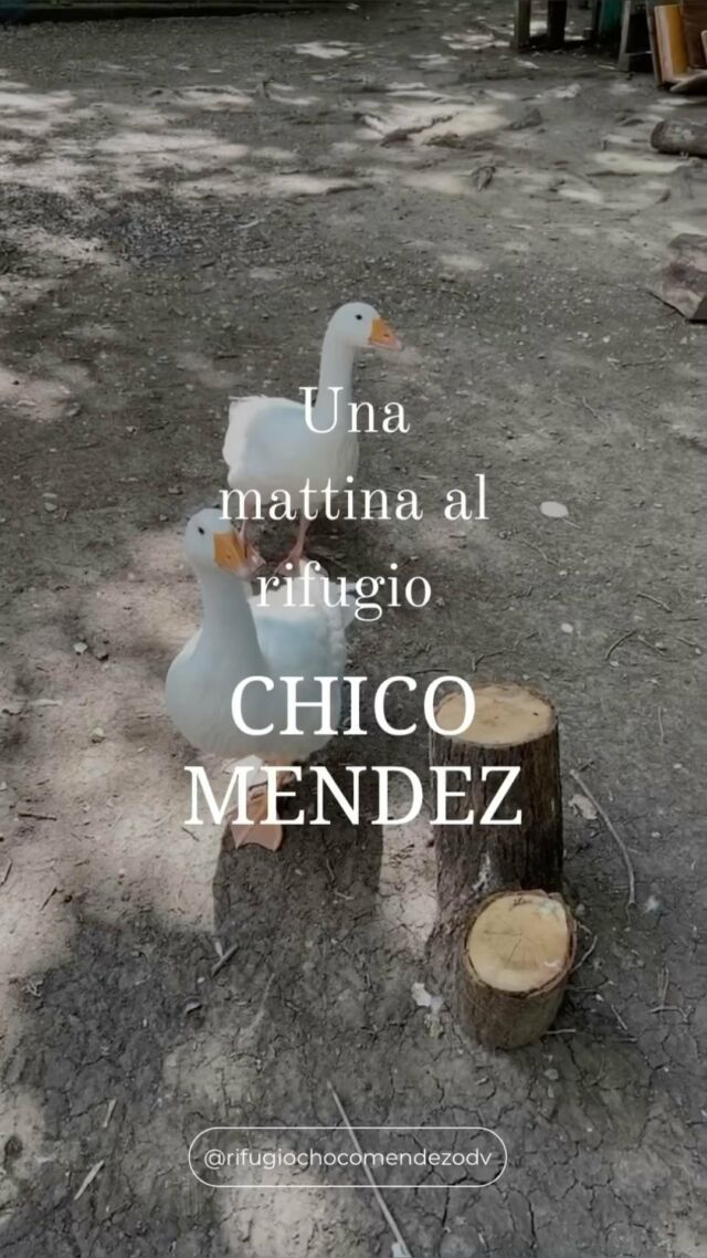 Conoscevi questo rifugio? 
@rifugiochicomendesodv si trova alle porte di Firenze, a Campi Bisenzio, e ospita circa 150 animali, tra cui cavalli, tartarughe, nutrie, pecore e la dolcissima Sonia, una maialina vietnamita 💙 
Il rifugio non riceve sovvenzioni o aiuti pubblici, ma si regge esclusivamente sull’aiuto e sulle donazioni di volontari. Sulla loro pagina trovi la lista di frutta e verdura che ogni giorno è necessaria per sfamare tutti gli animali ospiti del rifugio, e l’iban per effettuare una donazione.
A noi la visita è piaciuta molto, gli animali sono tenuti bene, sono tranquilli e sereni e si respira un’atmosfera di grande pace. Se siete da quelle parti merita una visita! 

#rifugioanimali #santuariodeanimales #santuarioanimali #rifugiochicomendez #retesantuarianimaliliberi #campibisenzio
