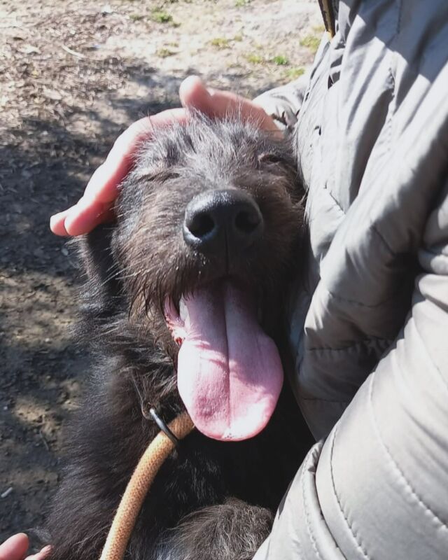 Benvenuta VIOLETTA 🌷 rubacalzini del nostro cuor ♥️

Erano passati alcuni mesi dalla scomparsa di Medora, e per quanto avessi detto ‘basta cani’, e mi fossi data mille motivazioni per me assolutamente ragionevoli per non voler altri quadrupedi, mi è bastato incrociare questi occhietti e questa barbetta bianca per non ricordare più i miei ‘sensati’ ragionamenti, spazzati via da una padellata in faccia e farfalle nello stomaco. 
Ero su Subito.it e non ricordo nemmeno cosa stessi cercando quando mi sono ritrovata a leggere l’annuncio di Viola. L’ho subito inviato al mio Amor, e abbiamo chiamato la volontaria che in tutti questi mesi non ha mai smesso di pubblicare foto e appelli per questa cagnolina, come per gli altri ospiti del canile di Brindisi. Senza la tenacia di questa donna e dei volontari che ogni giorno aiutano questi canini, Viola probabilmente sarebbe ancora in quella gabbia che è stata la sua casa per sette mesi🤍
Se scorrete la galleria, ci sono le foto condivise da quando è entrata in canile. Gli ultimi due sono video di Violetta oggi, nella sua nuova vita insieme a noi 🤍

#adoptdontshop #adopt #rescuedog #rescuedogsofinstagram #caniledibrindisi